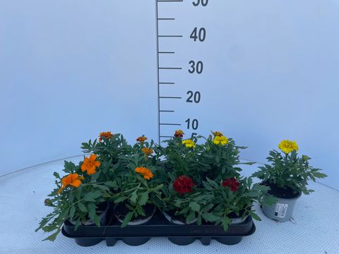 Tagetes ATON MIX