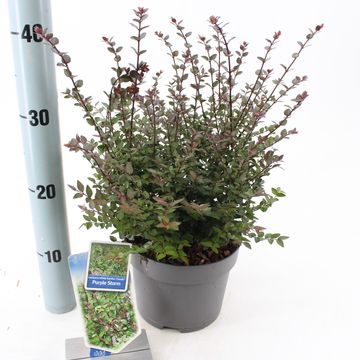 Lonicera nitida GARDEN CLOUDS PURPLE STORM