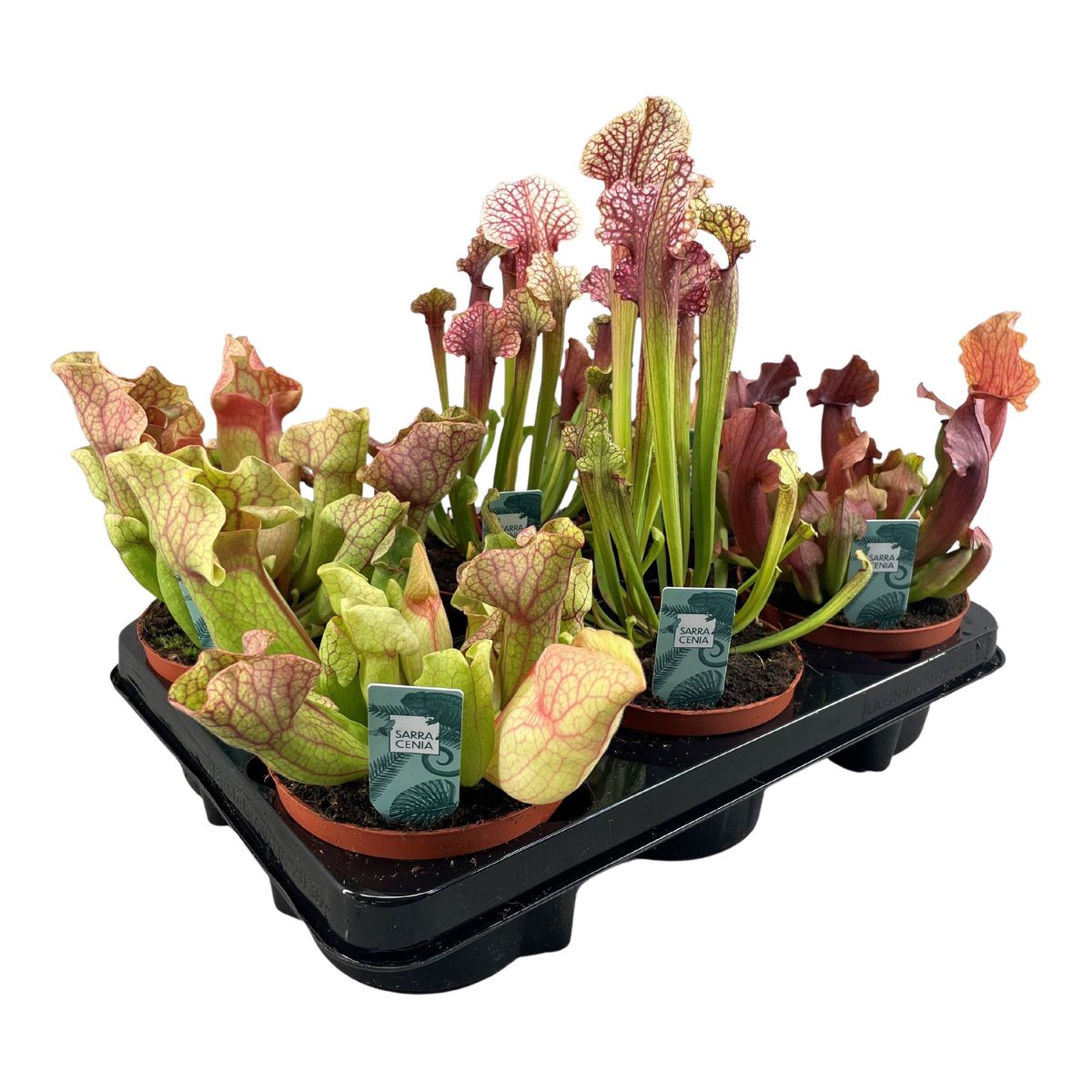 Sarracenia MIX — Bitkiler Toptan Satış FlorAccess