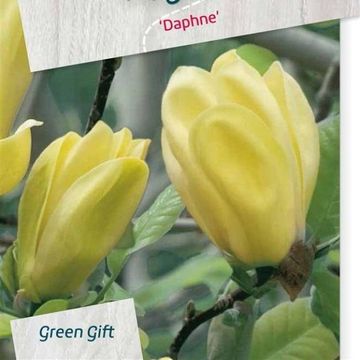 Magnolia 'Daphne'