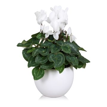 Cyclamen persicum SUPER SERIE S ALLURE MIX