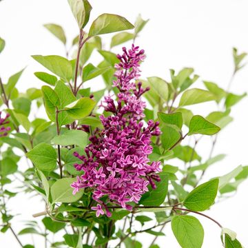 Syringa BLOOMERANG DARK PURPLE