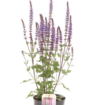 Salvia nemorosa 'Caradonna' Salvia nemorosa 'Caradonna'
