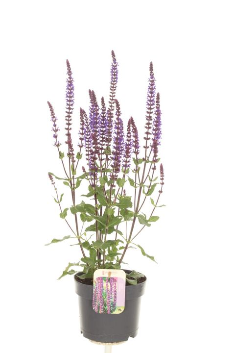 Salvia nemorosa 'Caradonna'