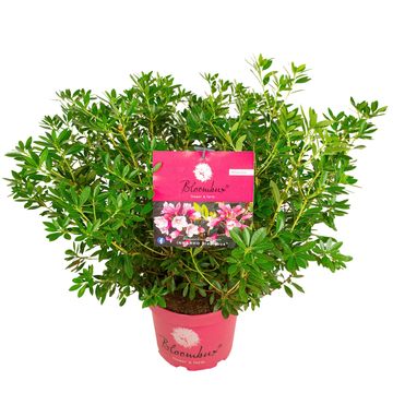 Rhododendron BLOOMBUX MAGENTA