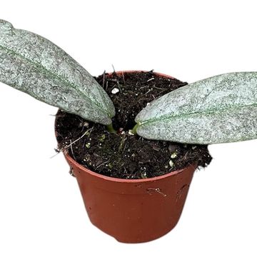 Hoya mitrata 'Silver'