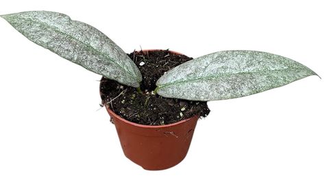 Hoya mitrata 'Silver'