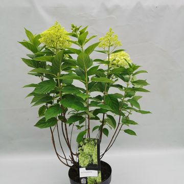Hydrangea paniculata 'Limelight'