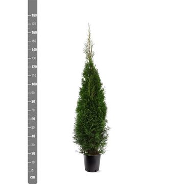 Thuja occidentalis 'Smaragd'