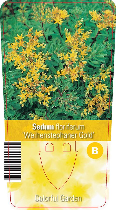 Sedum floriferum 'Weihenstephaner Gold'