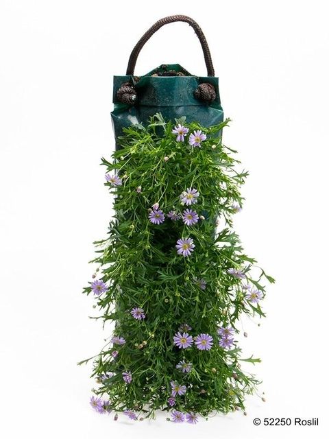 Brachyscome multifida