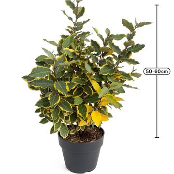 Elaeagnus x ebbingei 'Viveleg'