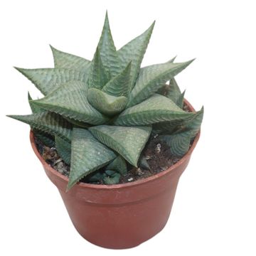 Haworthia limifolia 'Roux'