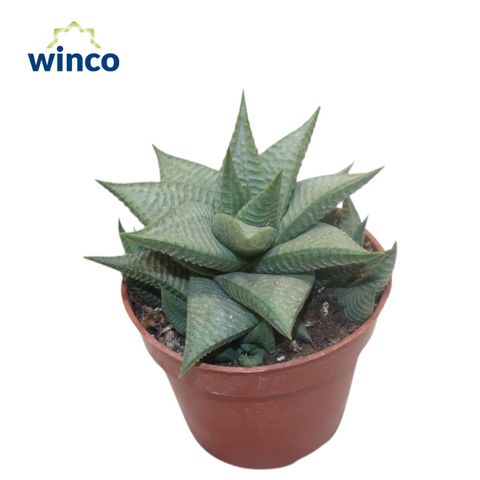 Haworthia limifolia 'Roux'