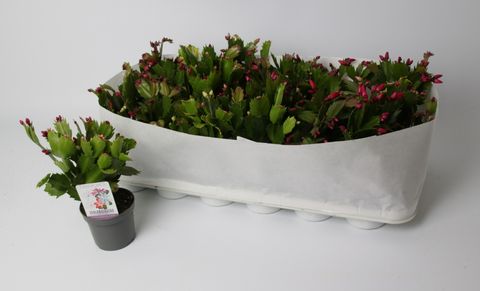 Schlumbergera MIX