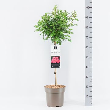 Роза ШАРМАН