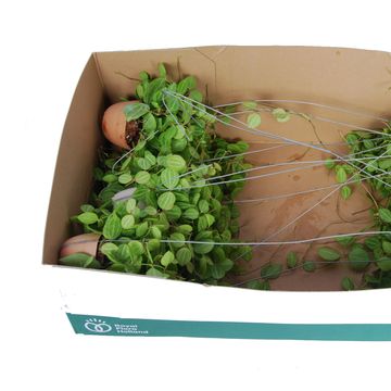 Dischidia ovata MELON