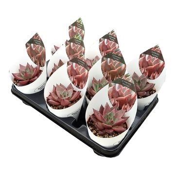 Echeveria agavoides 'Romeo'