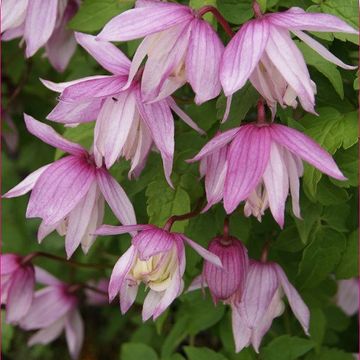 Clematis 'Pink Flamingo' (A)
