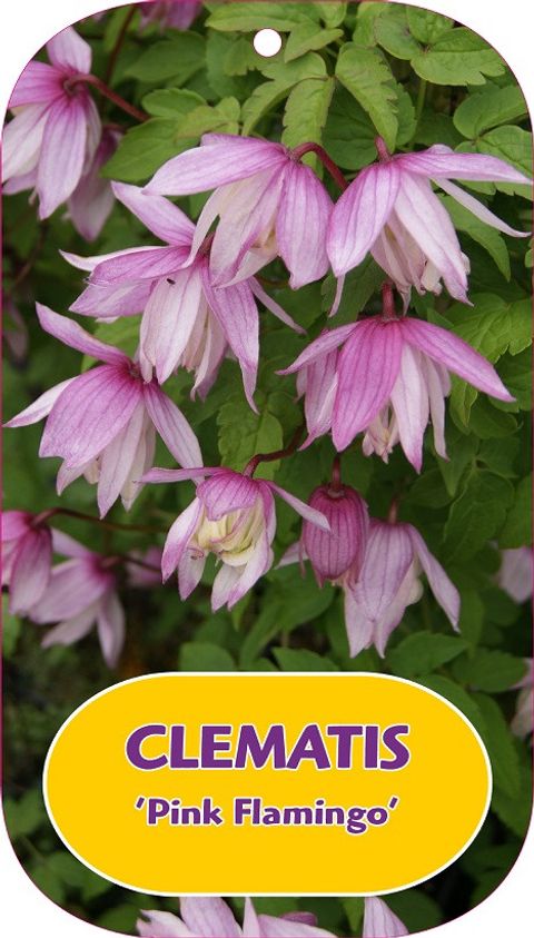 Clematis 'Pink Flamingo' (A)
