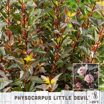 Physocarpus opulifolius LITTLE DEVIL