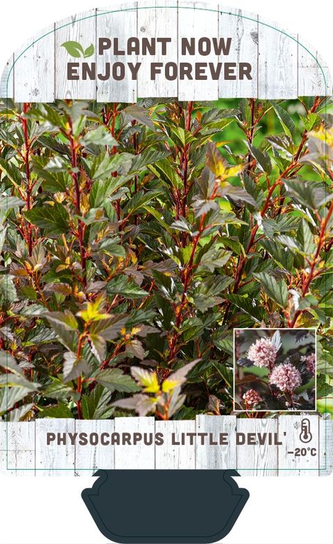 Physocarpus opulifolius LITTLE DEVIL