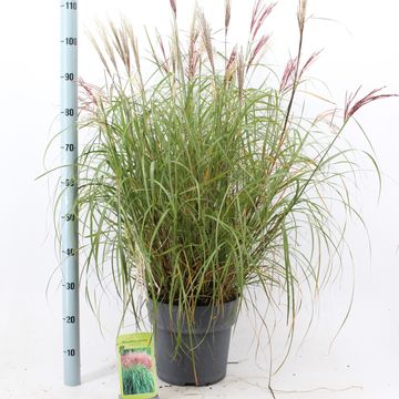 Miscanthus sinensis 'Red Chief'