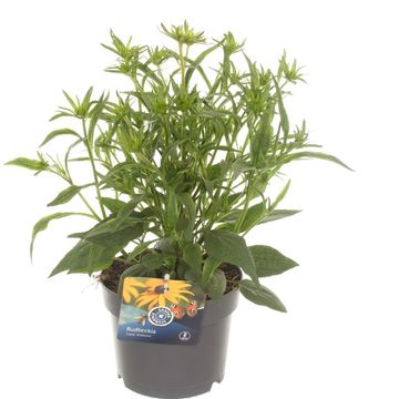 Rudbeckia fulgida 'Goldsturm'