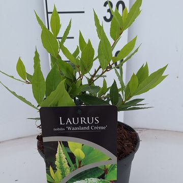 Laurus nobilis 'Waasland Creme'