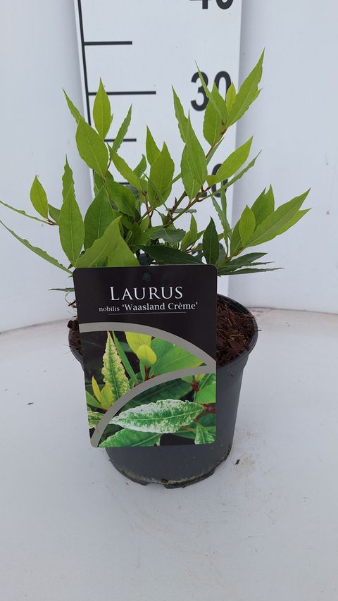 Laurus nobilis 'Waasland Creme'