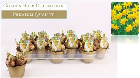 Narcissus 'Tête-à-Tête'