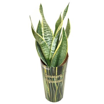 Sansevieria trifasciata