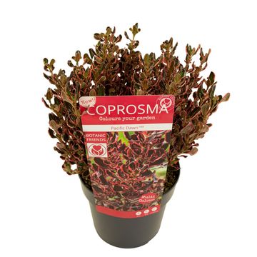 Coprosma repens 'Pacific Dawn'