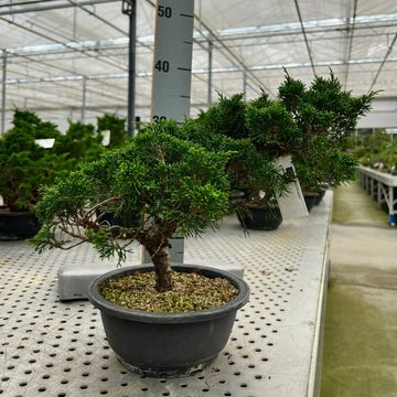 Juniperus chinensis 'Itoigawa'