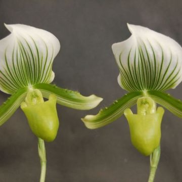 Paphiopedilum Maudiae 'Amco'