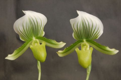 Paphiopedilum Maudiae 'Amco'