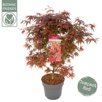 Acer palmatum 'Shaina'