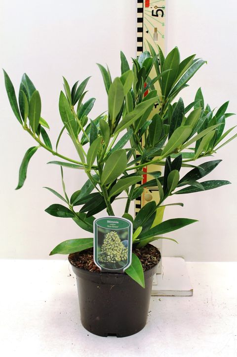 Skimmia x confusa 'Kew Green'