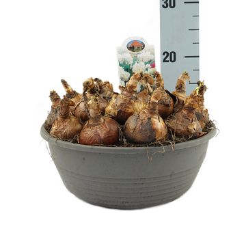 Narcissus 'Erlicheer'