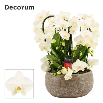 Arrangement Phalaenopsis