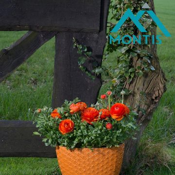 Ranunculus asiaticus 'Sprinkles Orange'