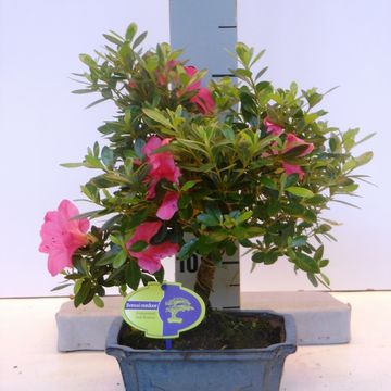 Rhododendron indicum