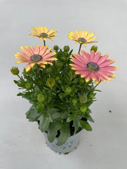Osteospermum CAPE DAISY SPRING BOUQUET