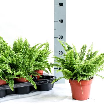 Nephrolepis exaltata 'Corditas'