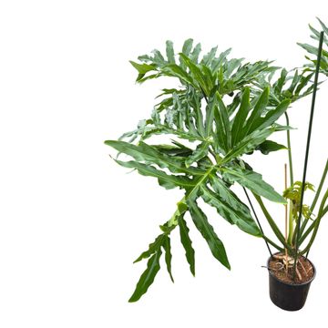 Philodendron selloum