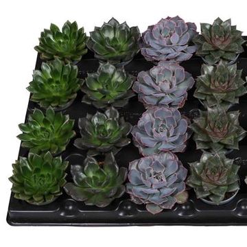 Echeveria MIX