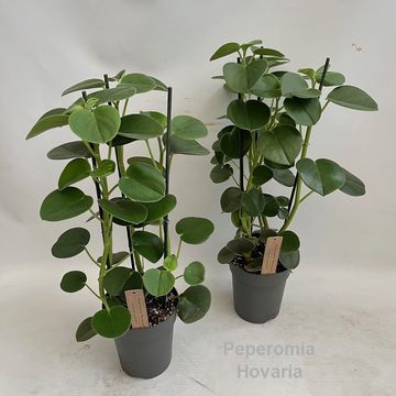 Peperomia 'Hovaria'