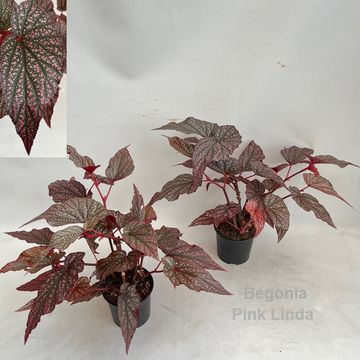 Begonia 'Hovaria Pink Linda'