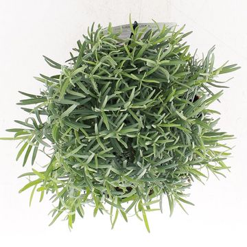 Lavandula angustifolia 'Munstead'