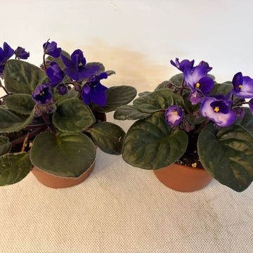 Saintpaulia MIX